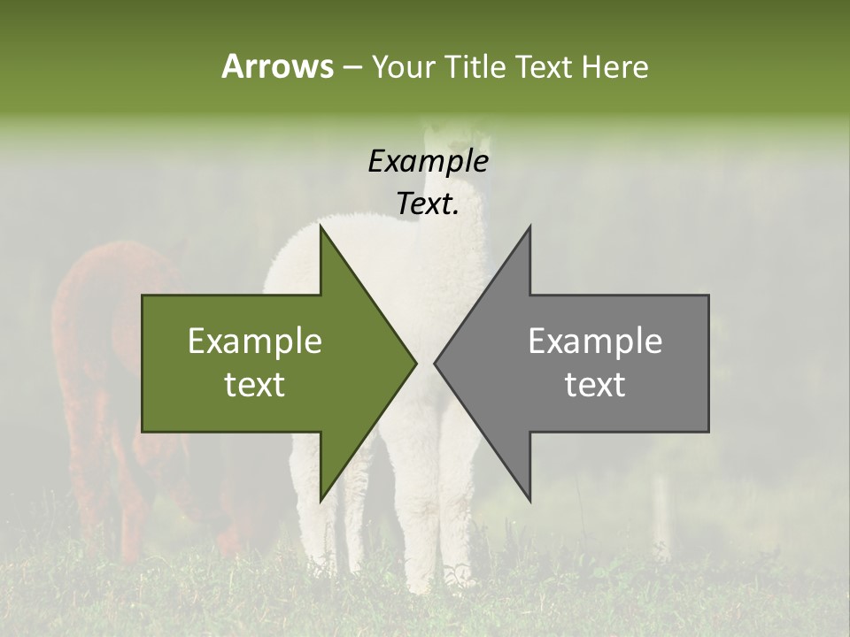 Peruvian Cub America PowerPoint Template