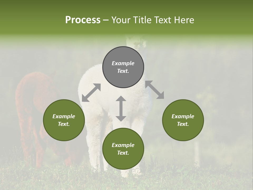 Peruvian Cub America PowerPoint Template