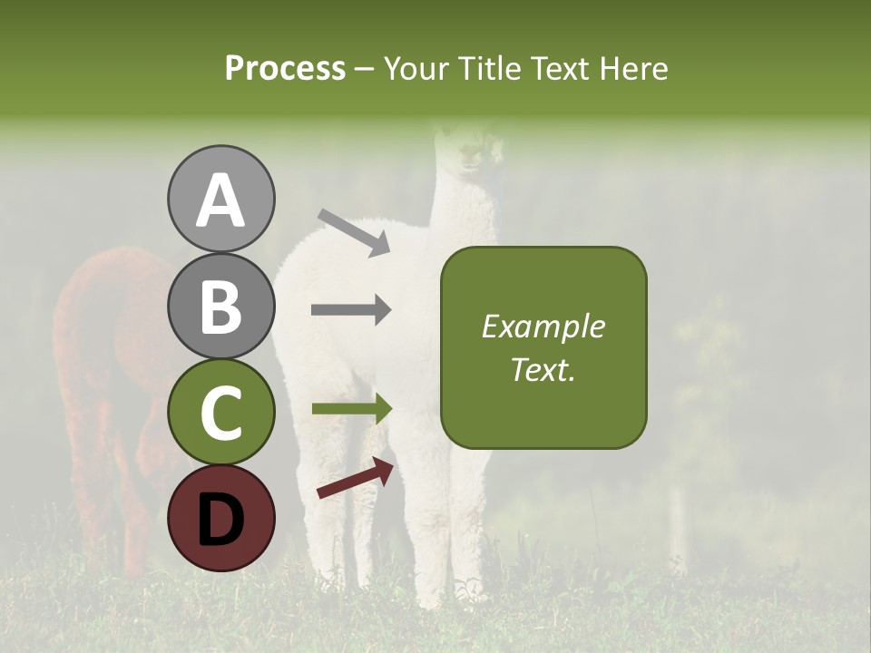 Peruvian Cub America PowerPoint Template