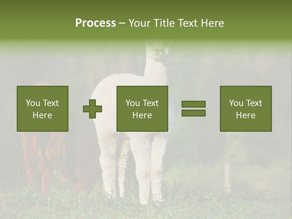 Peruvian Cub America PowerPoint Template