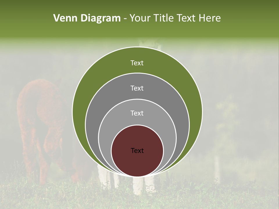 Peruvian Cub America PowerPoint Template