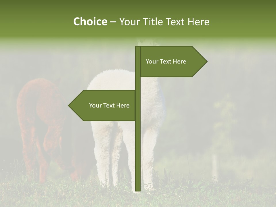 Peruvian Cub America PowerPoint Template