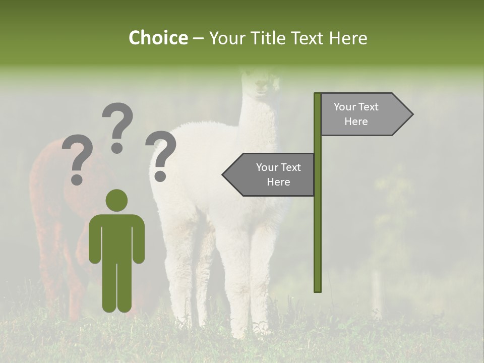 Peruvian Cub America PowerPoint Template