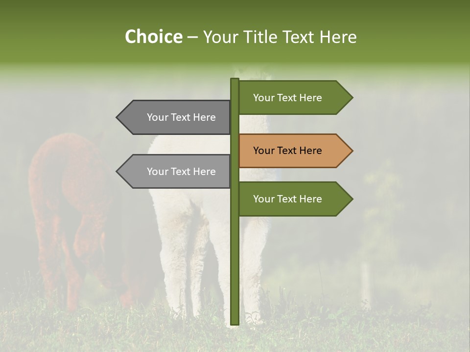 Peruvian Cub America PowerPoint Template