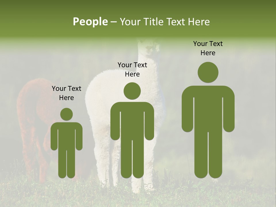 Peruvian Cub America PowerPoint Template