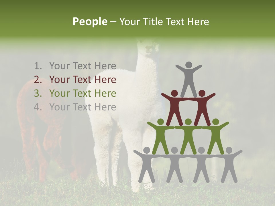 Peruvian Cub America PowerPoint Template