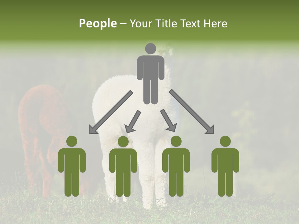 Peruvian Cub America PowerPoint Template