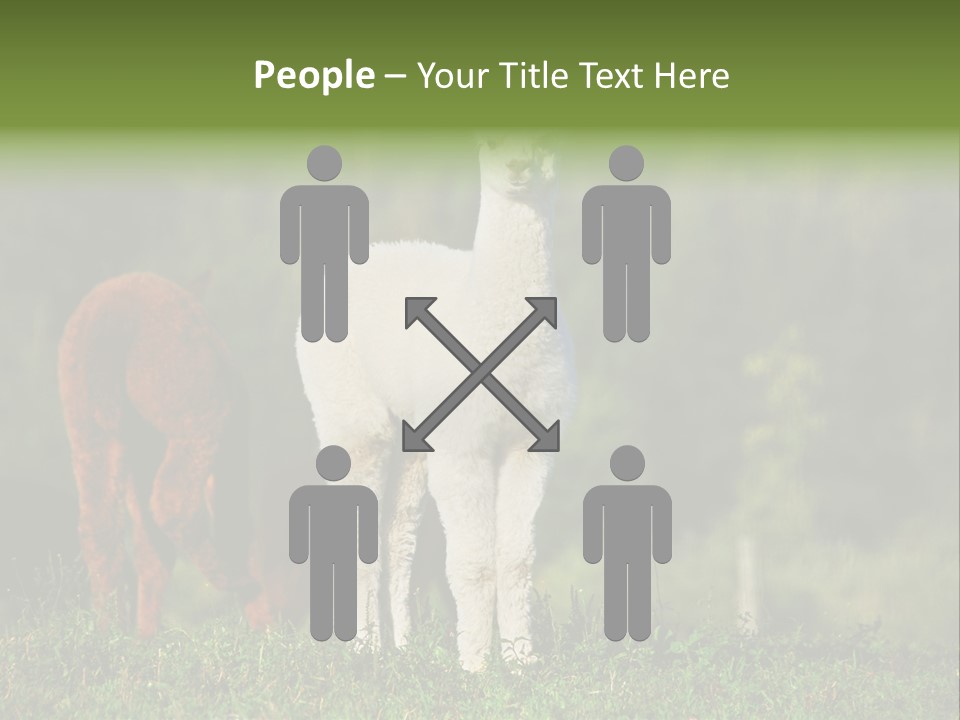 Peruvian Cub America PowerPoint Template