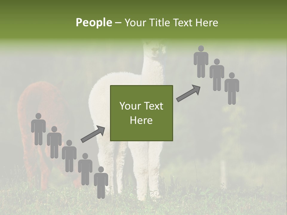 Peruvian Cub America PowerPoint Template