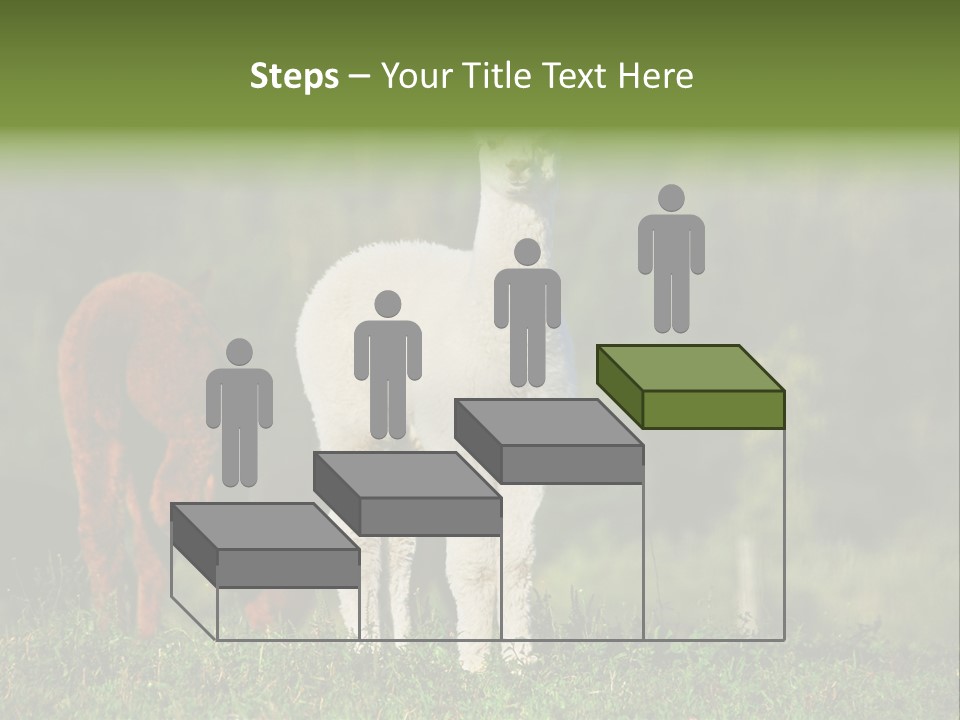 Peruvian Cub America PowerPoint Template