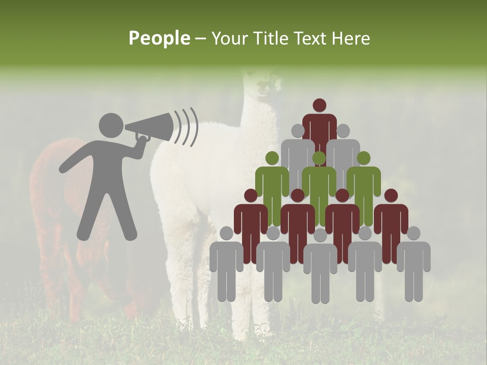 Peruvian Cub America PowerPoint Template