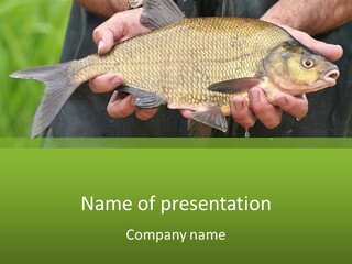 Harvesting Bream Production PowerPoint Template