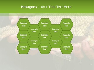 Harvesting Bream Production PowerPoint Template