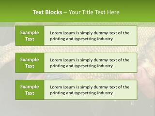 Harvesting Bream Production PowerPoint Template