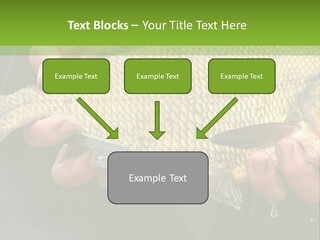Harvesting Bream Production PowerPoint Template