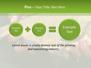 Harvesting Bream Production PowerPoint Template