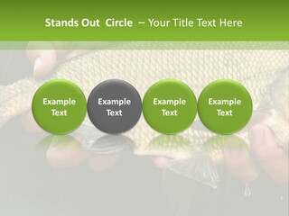 Harvesting Bream Production PowerPoint Template