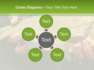 Harvesting Bream Production PowerPoint Template