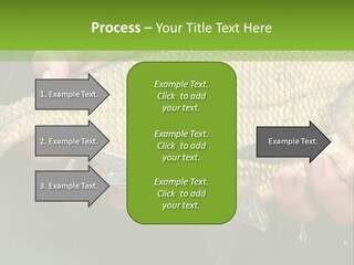 Harvesting Bream Production PowerPoint Template
