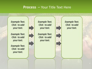 Harvesting Bream Production PowerPoint Template