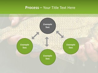 Harvesting Bream Production PowerPoint Template
