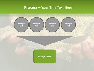 Harvesting Bream Production PowerPoint Template