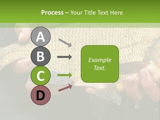 Harvesting Bream Production PowerPoint Template