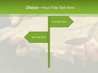 Harvesting Bream Production PowerPoint Template