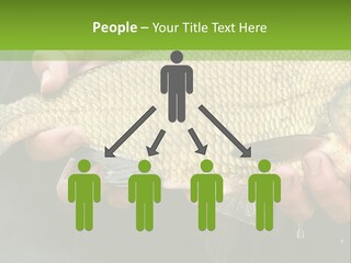 Harvesting Bream Production PowerPoint Template