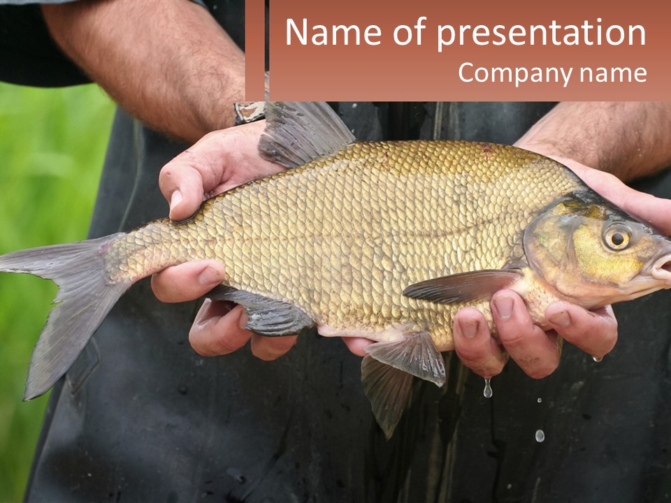 Freshwater Aquaculture Cloudy PowerPoint Template