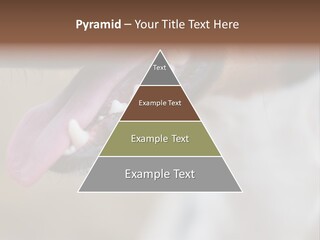 Cute Bark Puppy PowerPoint Template