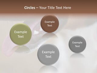 Cute Bark Puppy PowerPoint Template