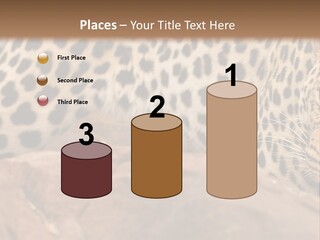 Cat Wildlife Safari PowerPoint Template