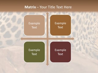 Cat Wildlife Safari PowerPoint Template