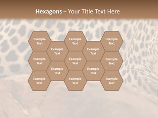 Cat Wildlife Safari PowerPoint Template