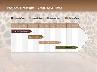 Cat Wildlife Safari PowerPoint Template