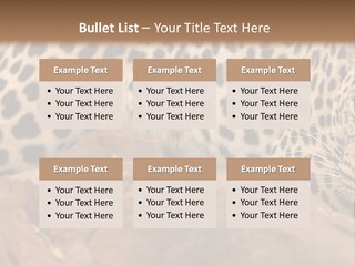 Cat Wildlife Safari PowerPoint Template