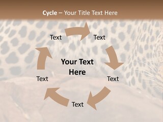 Cat Wildlife Safari PowerPoint Template