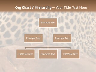 Cat Wildlife Safari PowerPoint Template