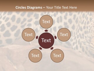 Cat Wildlife Safari PowerPoint Template