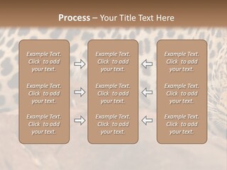 Cat Wildlife Safari PowerPoint Template