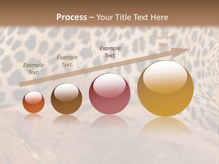 Cat Wildlife Safari PowerPoint Template