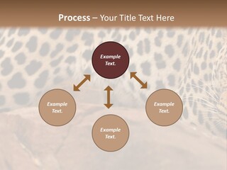 Cat Wildlife Safari PowerPoint Template