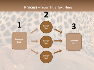 Cat Wildlife Safari PowerPoint Template