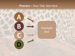 Cat Wildlife Safari PowerPoint Template