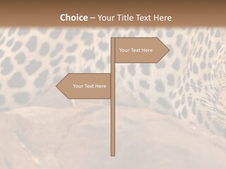 Cat Wildlife Safari PowerPoint Template