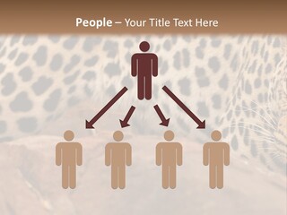 Cat Wildlife Safari PowerPoint Template