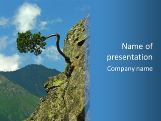 A Tree Growing Out Of The Side Of A Cliff PowerPoint Template