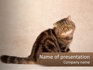 Puss Feline Furry PowerPoint Template
