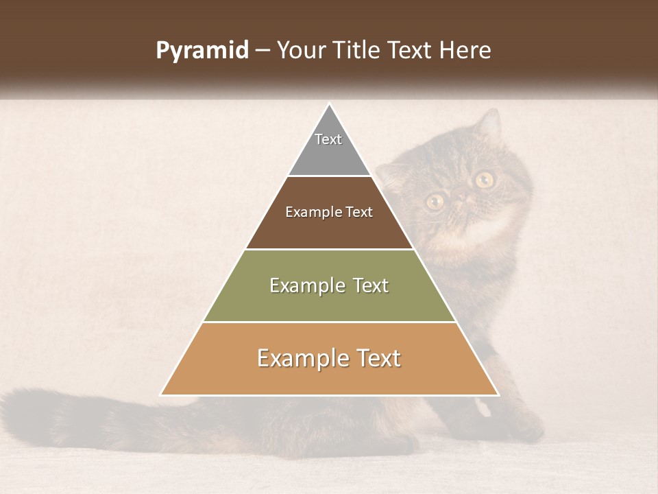 Puss Feline Furry PowerPoint Template